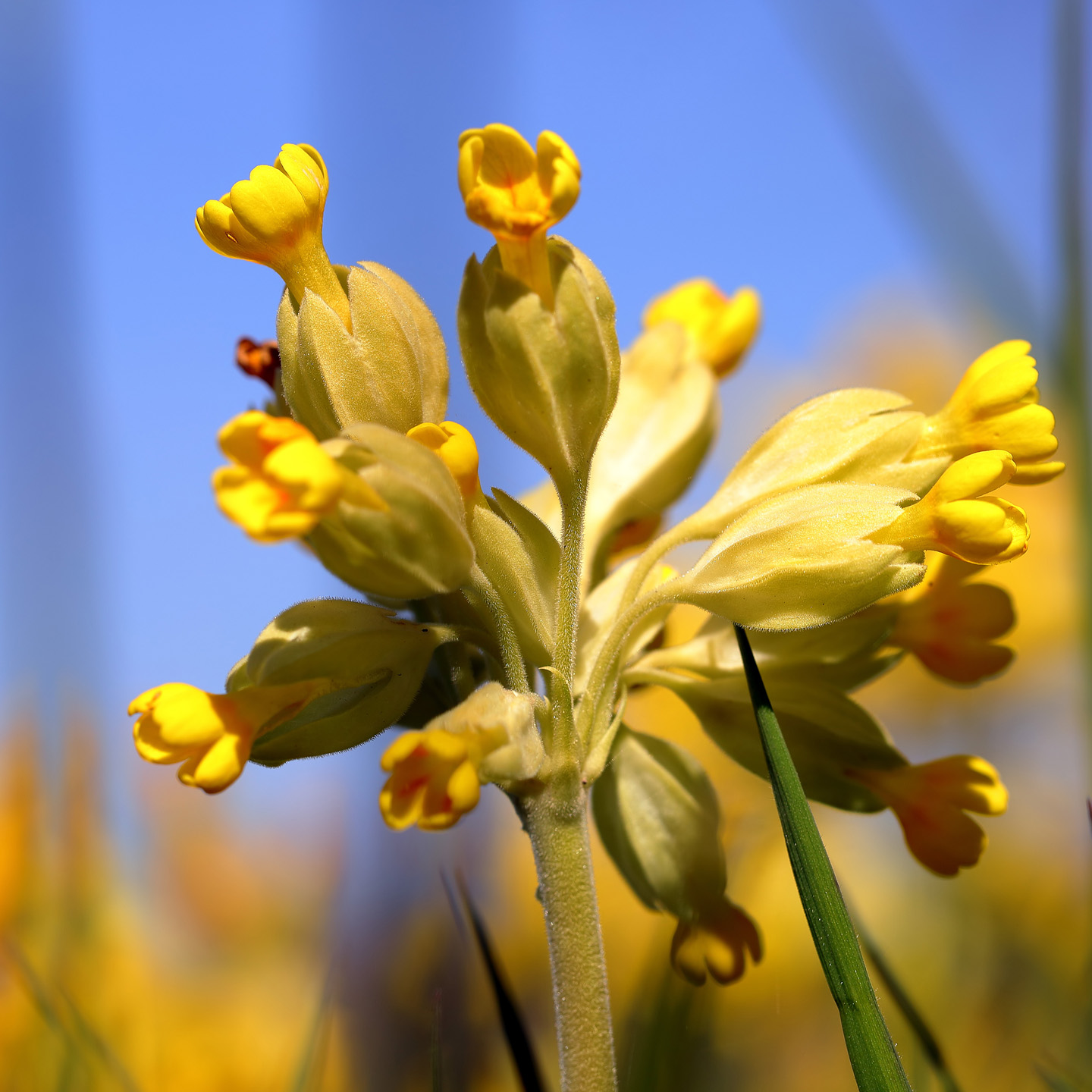 Echte Schlüsselblume vor blauem Himmel